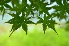 光と青紅葉　➂。。。！