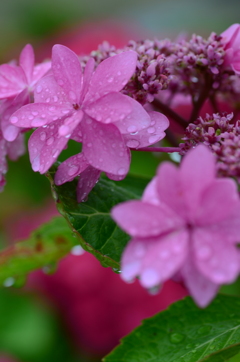 雨粒のシンフォニー　③。。。！