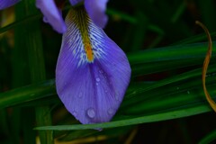パープル色の雫　➂。。。！
