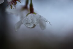 哀花．．雨に散る　②。。。！