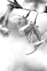 桜．．優しさに咲く。。。！