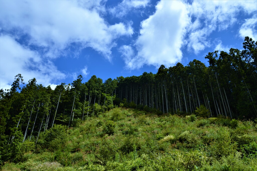 秋空に延びる緑の風景。。。！