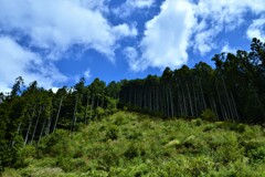 秋空に延びる緑の風景。。。！