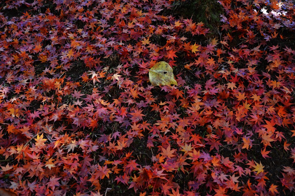 good-byeもみじ彩　②。。。！