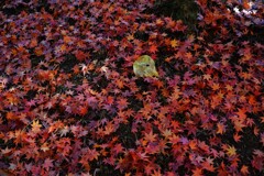 good-byeもみじ彩　②。。。！