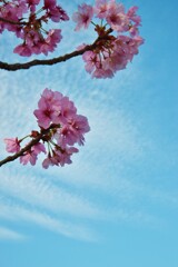 青空と陽光桜　②。。。！