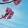 青空と陽光桜　②。。。！