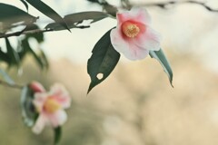 冬に萌えて咲く　➂。。。！