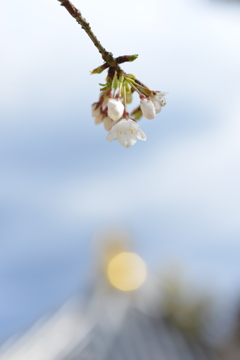 うば桜．．愛しい想い　⑤。。。！