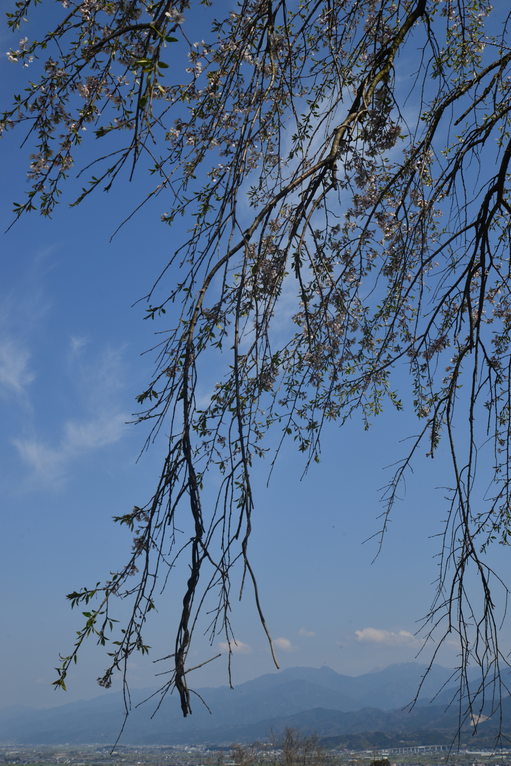 老木は語る　④。。。！