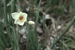 冬枯れの吊り橋　④。。。！