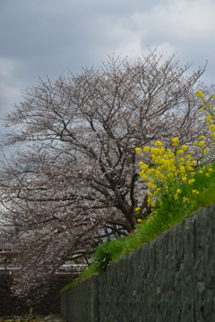 春の歓び　➂。。。！