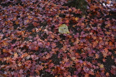 時の過ぎゆく　①。。。！