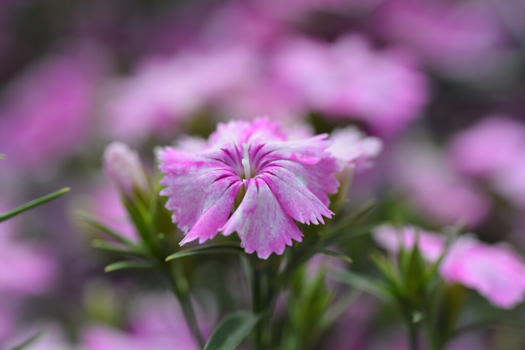 薄紅和菓子。。。！