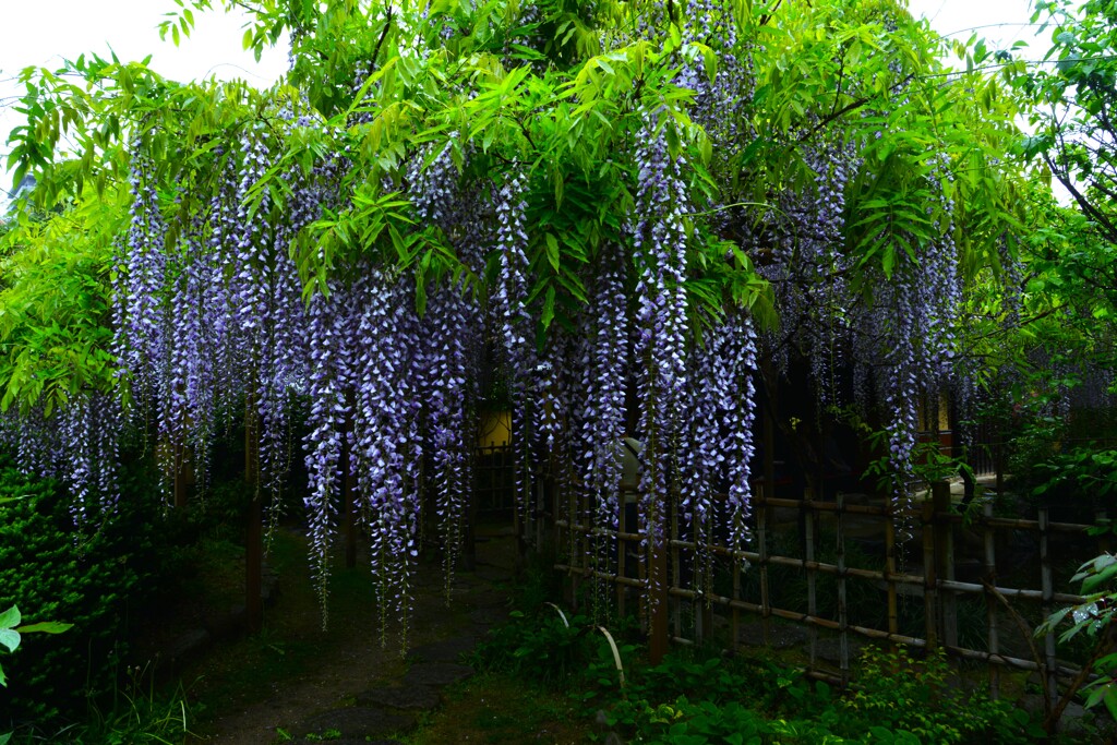 庚申庵のふじ。。。！