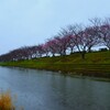 春が泣いてる　①。。。！