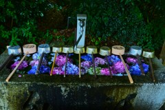 初夏の前神寺　➂。。。！