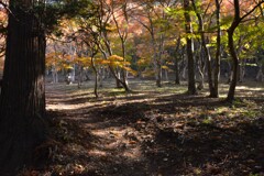 神社の秋　⑤。。。！