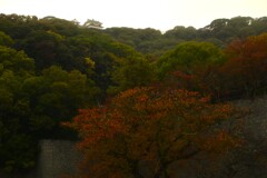 雨の城山　➂。。。！