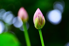 千年の目ざめ　①。。。！