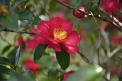 春を呼ぶ紅椿　①。。。！