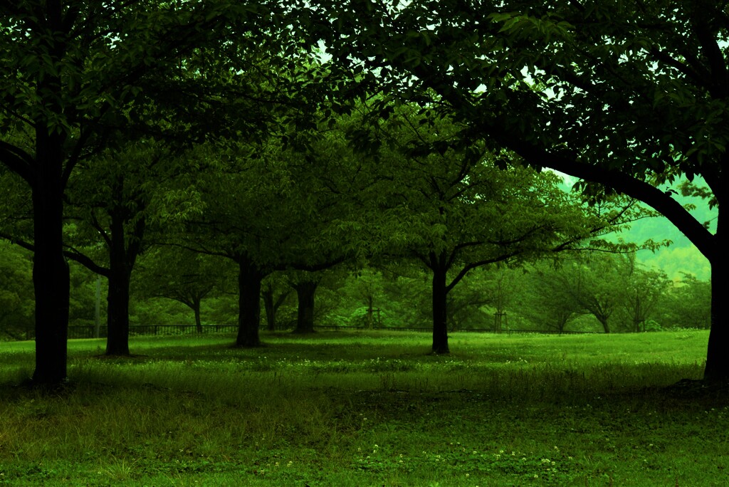 雨に佇む公園。。。！