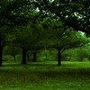 雨に佇む公園。。。！