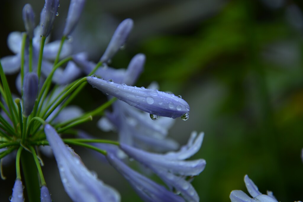 田園の中に咲く　➂。。。！