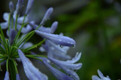 田園の中に咲く　➂。。。！