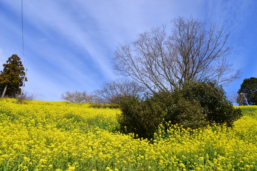 ハルウララ　①。。。！