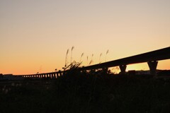 秋暮れの河川敷 ②。。。! 秋暮れの河川敷 ②。。。!