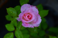 雨にぬれても　①。。。！