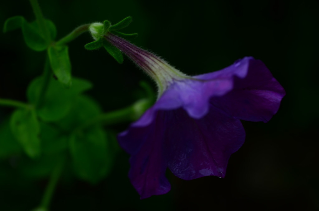 さみだれの花たち　④。。。！