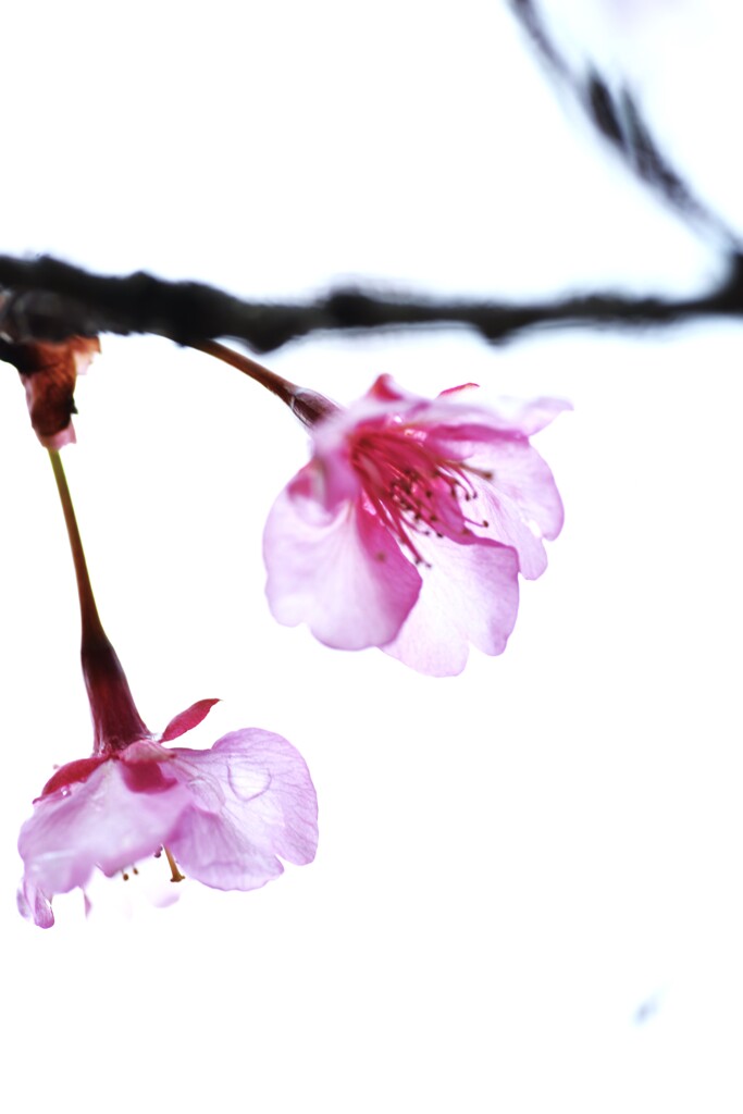 冷たい雨上がり　①。。。！