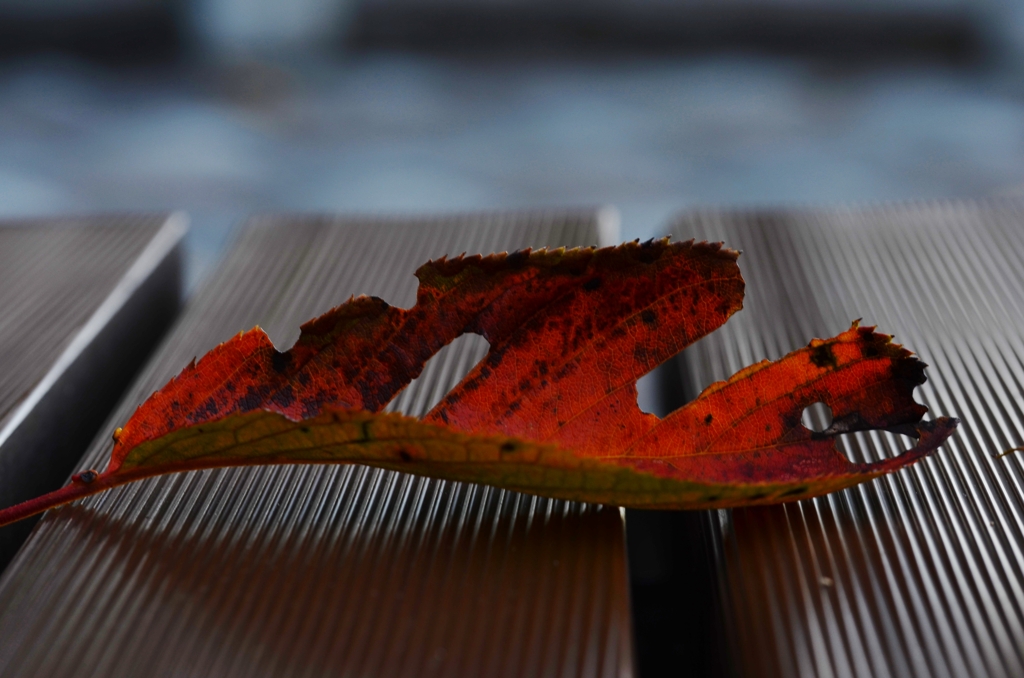 秋を告げる足音　⑧　。。。！