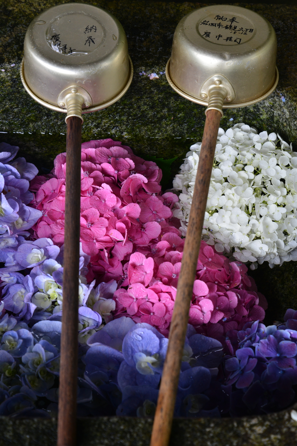 あじさい寺　②。。。！