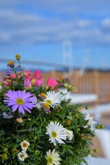 海峡の春はもうすぐ。。。！