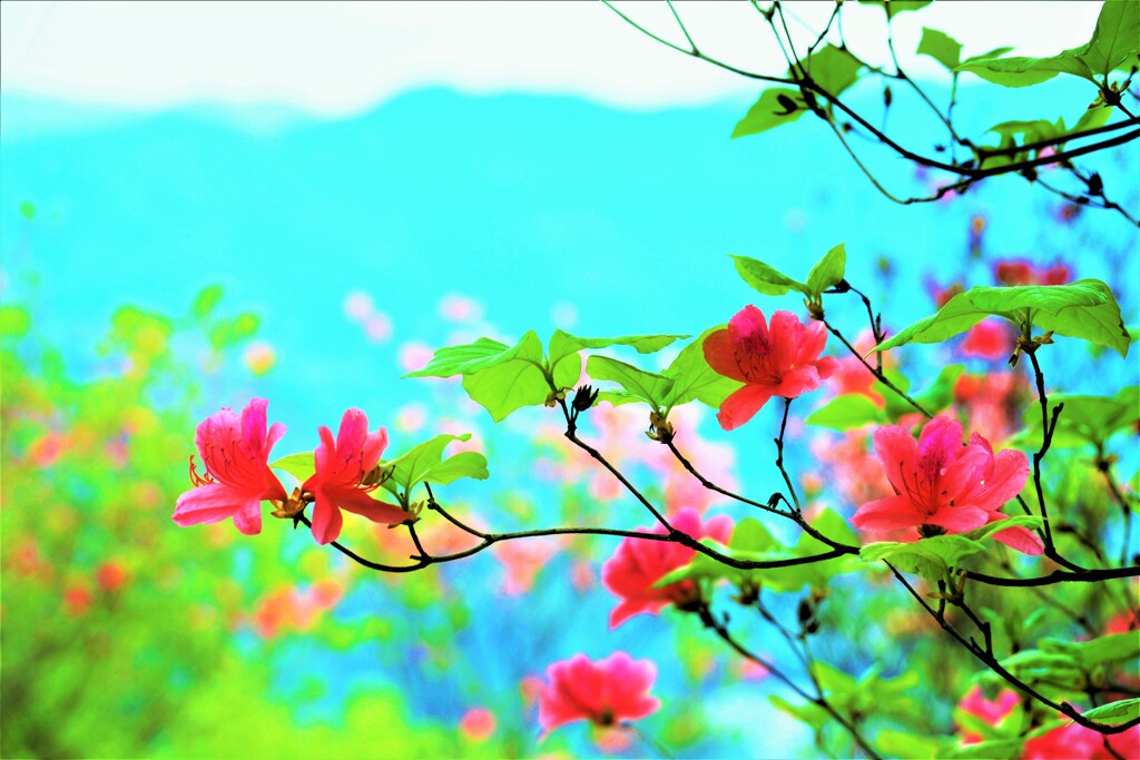 艶やかに。。。！