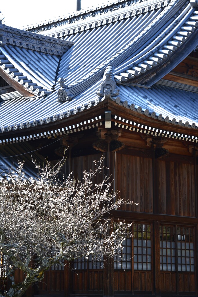 春の綱引神社　⑧。。。！