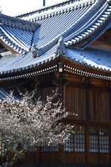 春の綱引神社　⑧。。。！