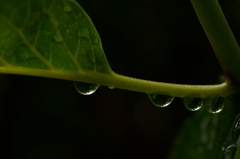 雨粒のシンフォニー　①。。。！