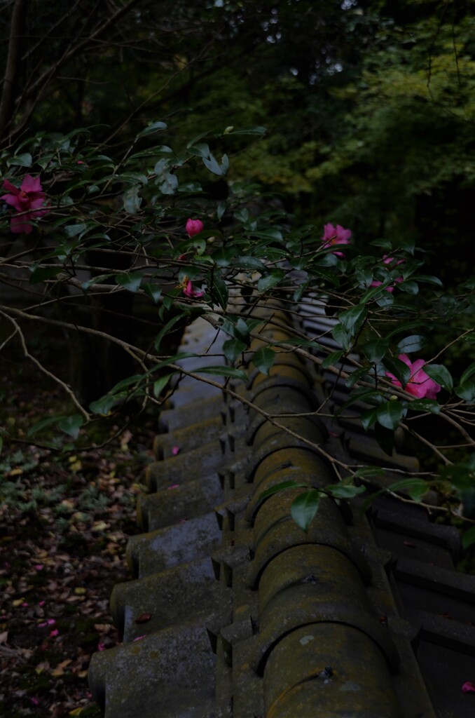 散り椿。。。！