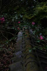 散り椿。。。！