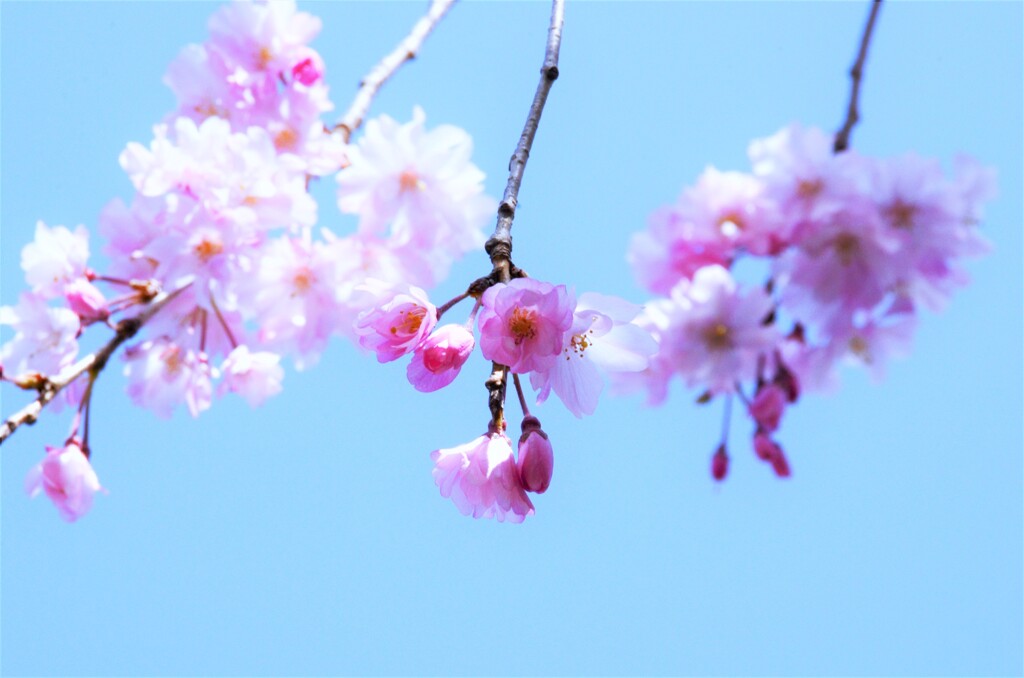 枝垂桜　④。。。！