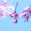 枝垂桜　④。。。！