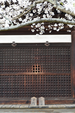 うば桜　➂。。。！