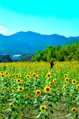 最後の夏花　⑤。。。！
