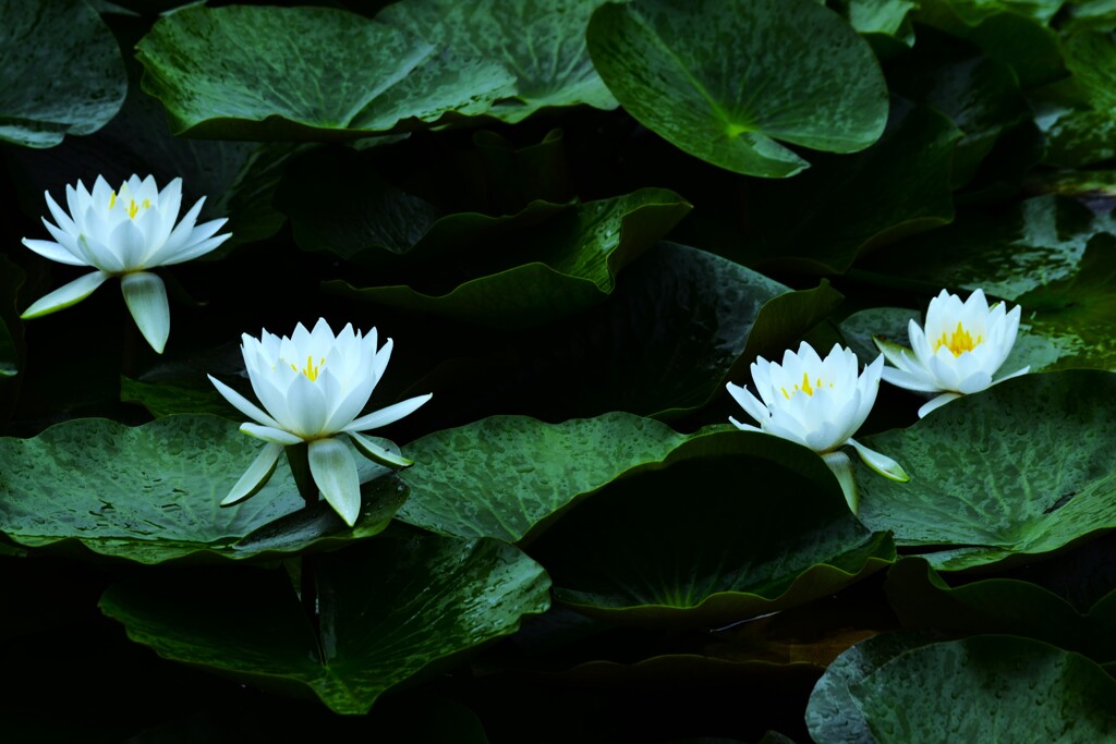 雨に浮かぶ白睡蓮　⑥。。。！