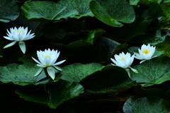 雨に浮かぶ白睡蓮　⑥。。。！