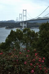 迎春の来島大橋　⑦。。。！